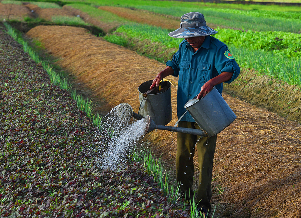 Tưới rau từ nguồn nước sạch