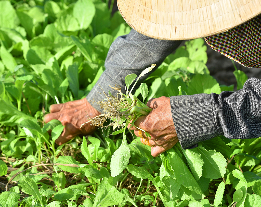 Đến ngày thu hoạch