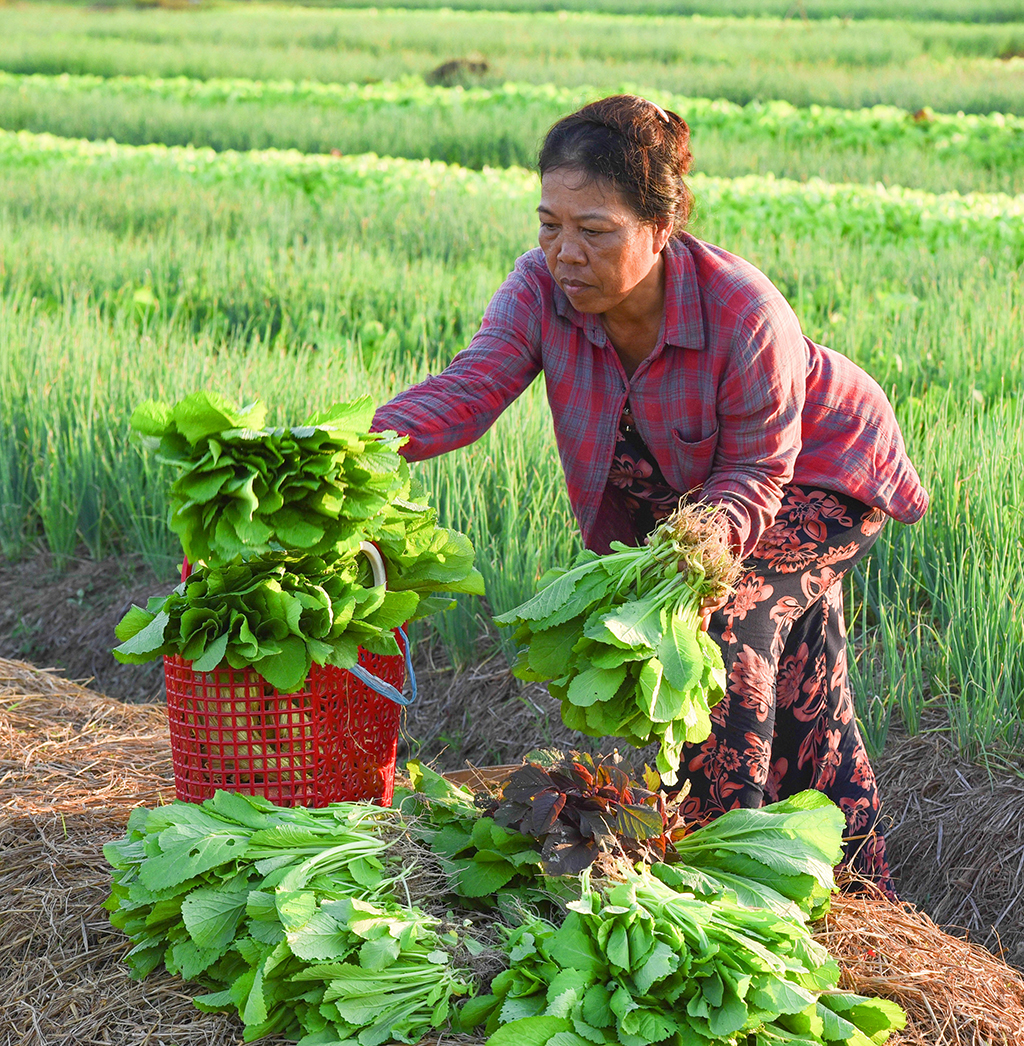 Chuẩn bị cho phiên chợ sớm