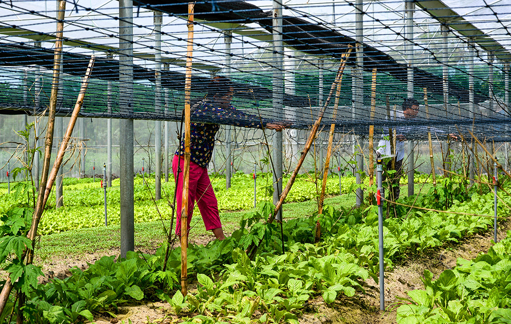 Nhà lưới - nơi thử nghiệm các giống rau mới