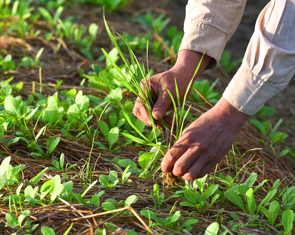 Nhổ từng gốc cỏ