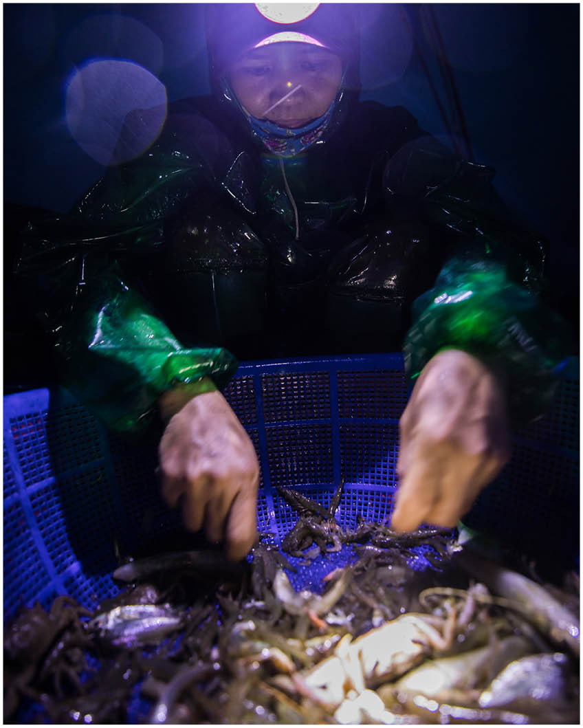 Concentrating on dividing types of seafood