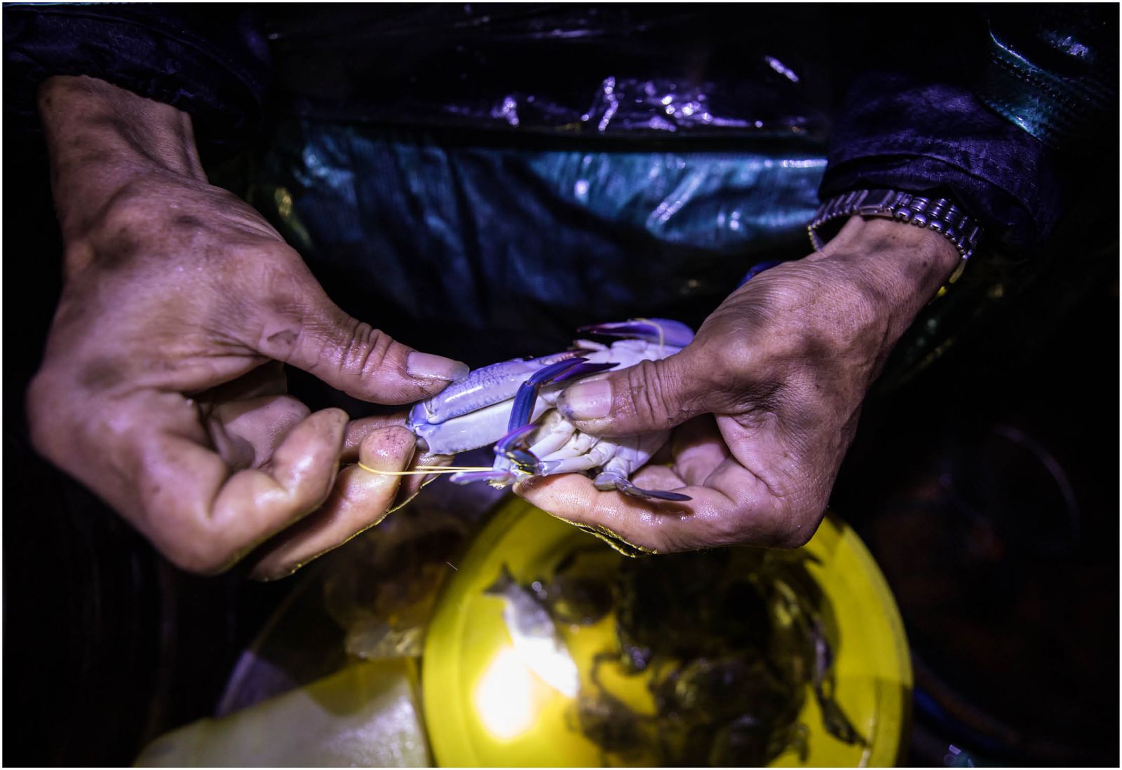 The fisherman carefully ties the new sentinel crabs which has just been caught