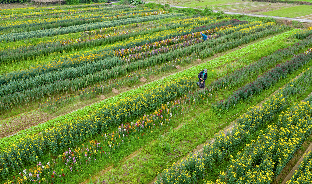 Nursing every flower plant to get the most beautiful ones