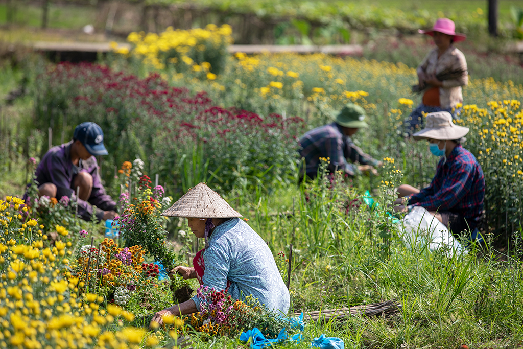Nursing every flower plant to get the most beautiful ones