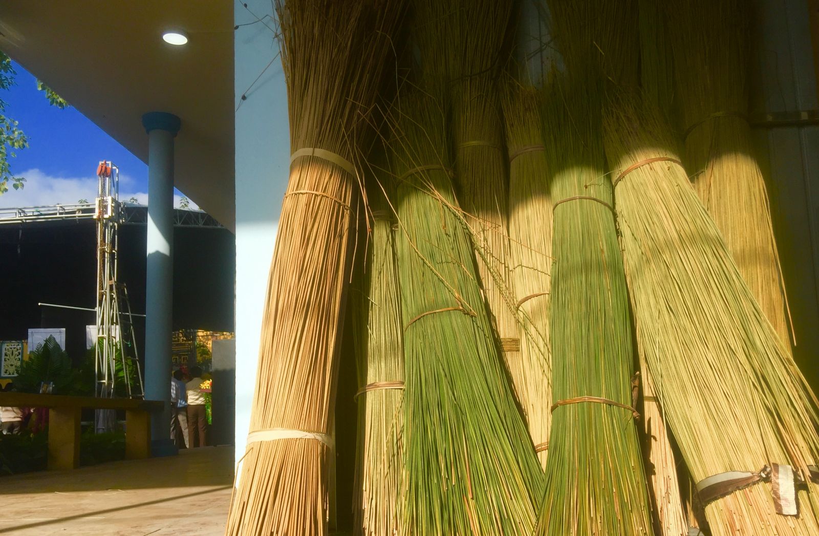 Bang grass grows naturally at swamps