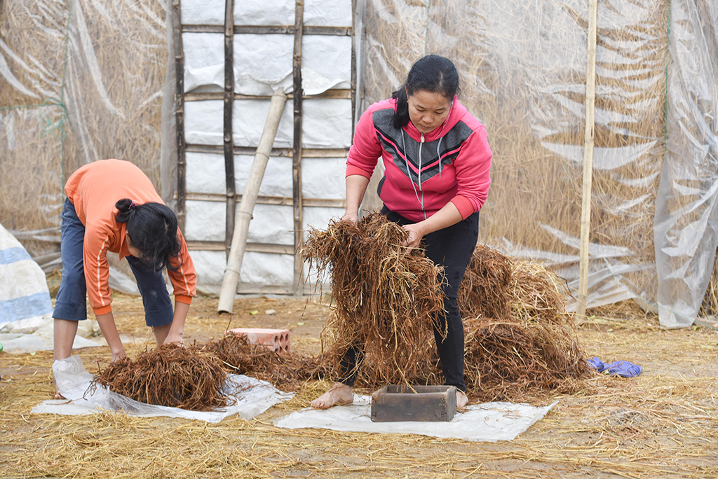 Pressing the straws into the molds to ensure the tightness to keep the moisture for mushrooms to grow
