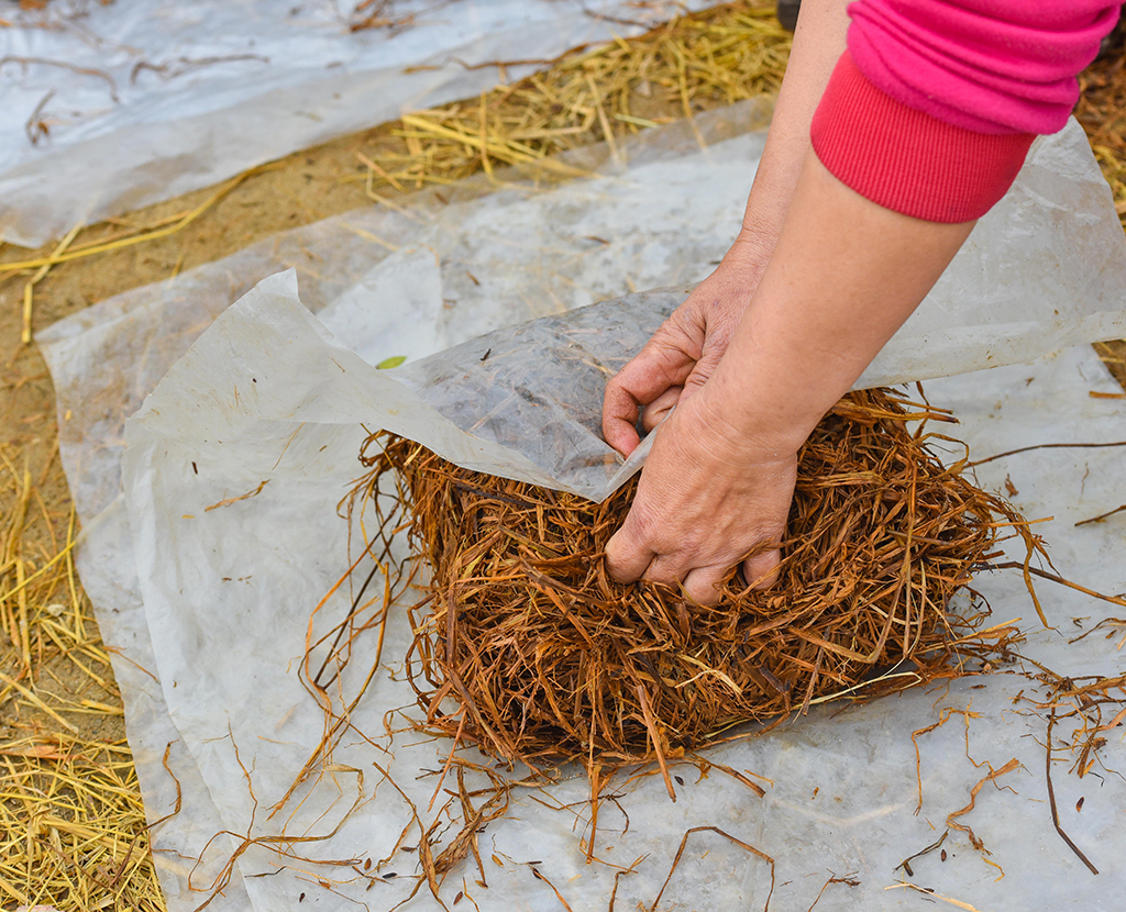 Making the mushroom basement and bundling in plastic bags for 7 days 