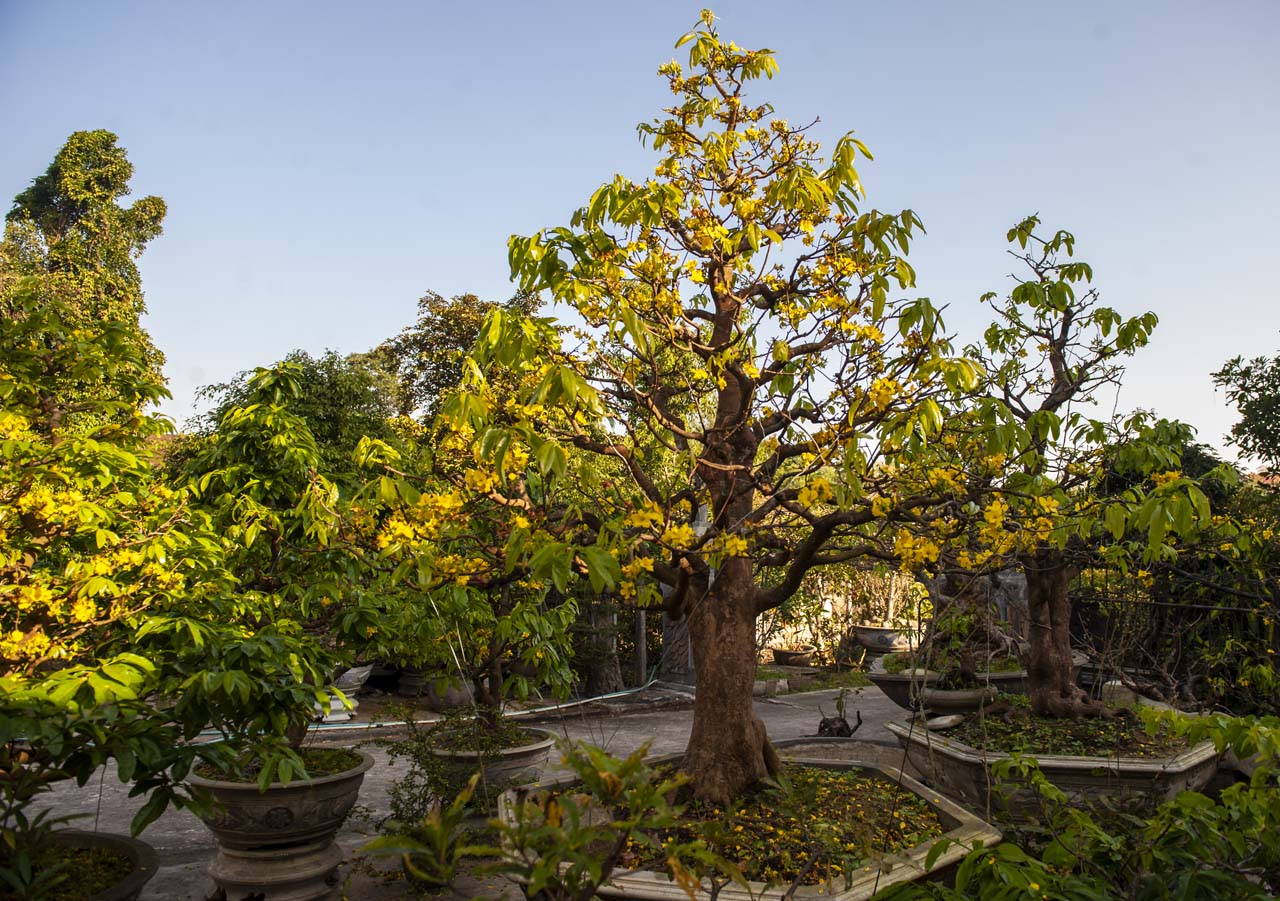 This nearly hundred years old yellow apricot tree is cared for attentively
