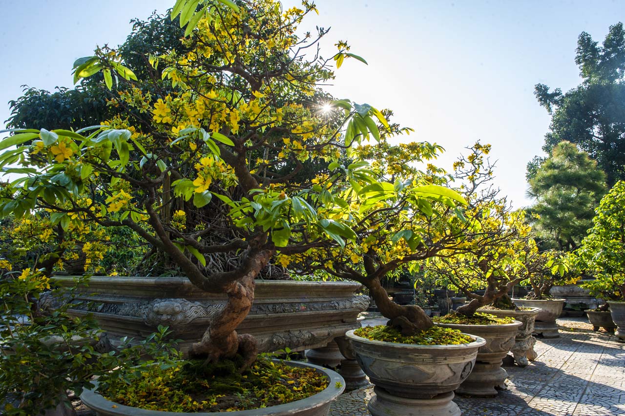 The apricot trees are cared for to have beautiful roots
