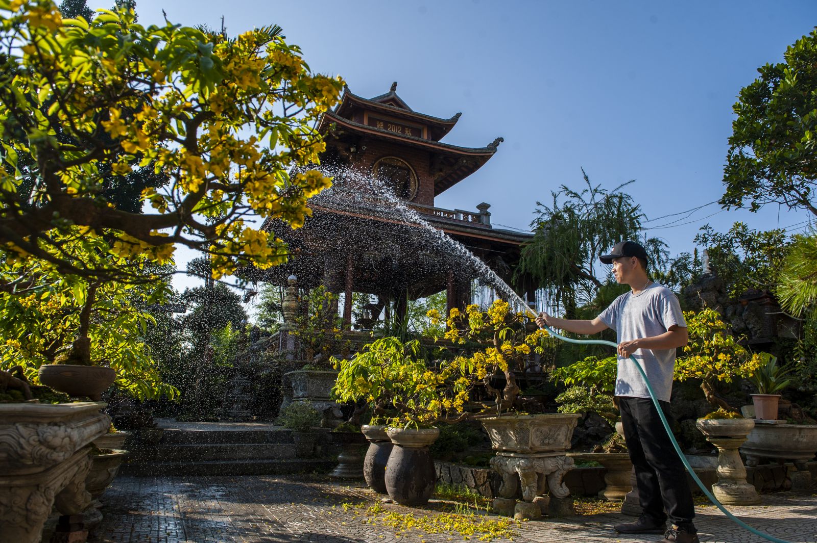Nham wakes up early in the morning to water over 100 apricot trees in the garden 
