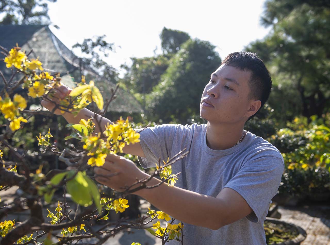 Patiently and meticulously shaping each apricot branch