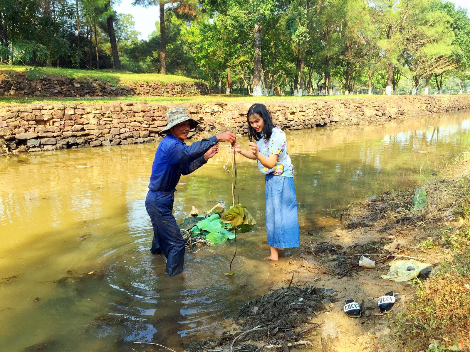 The implementers, who choose lotus seeds and plant them, are experienced with a long tradition of lotus cultivation, so the probability of lotus growing well and having a good flowering in the right season is very high