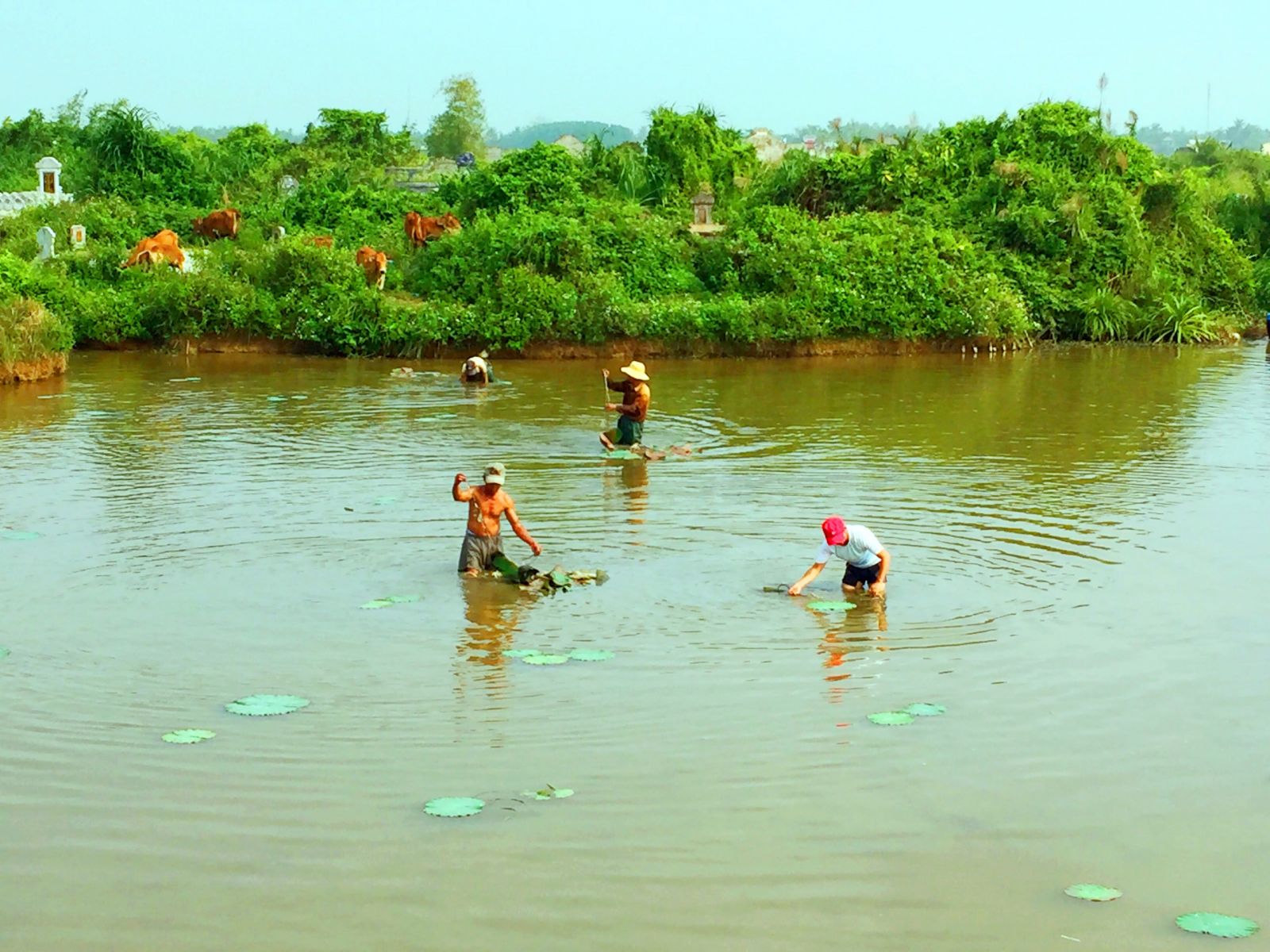 In addition to the two above-mentioned places, Hue lotus is also grown in Quang Dien, and,upcoming, in Voi Re Temple with the purpose of adding more beautiful landscapes as well as products for tourists.