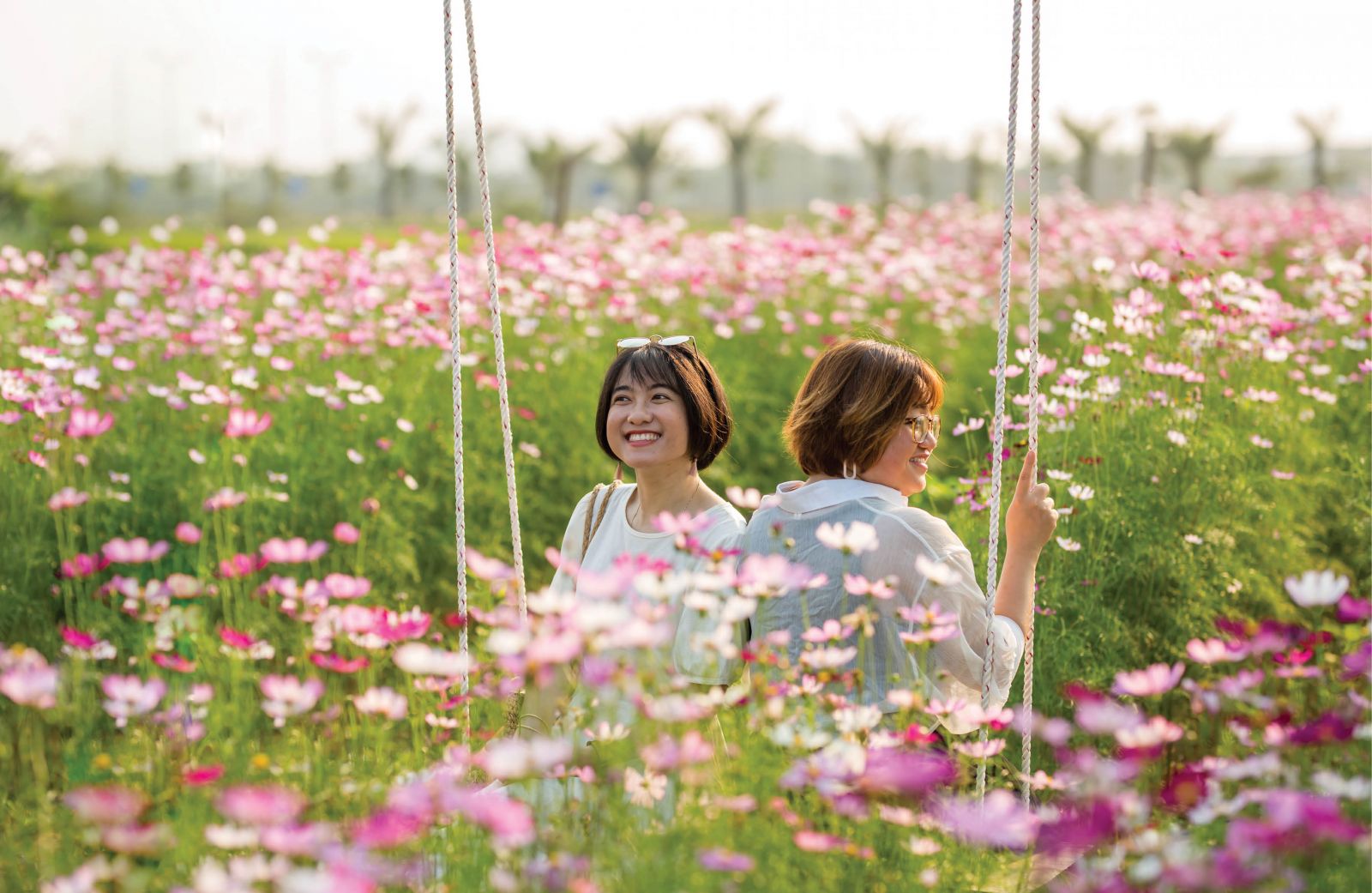 Lost in cosmos flowers 