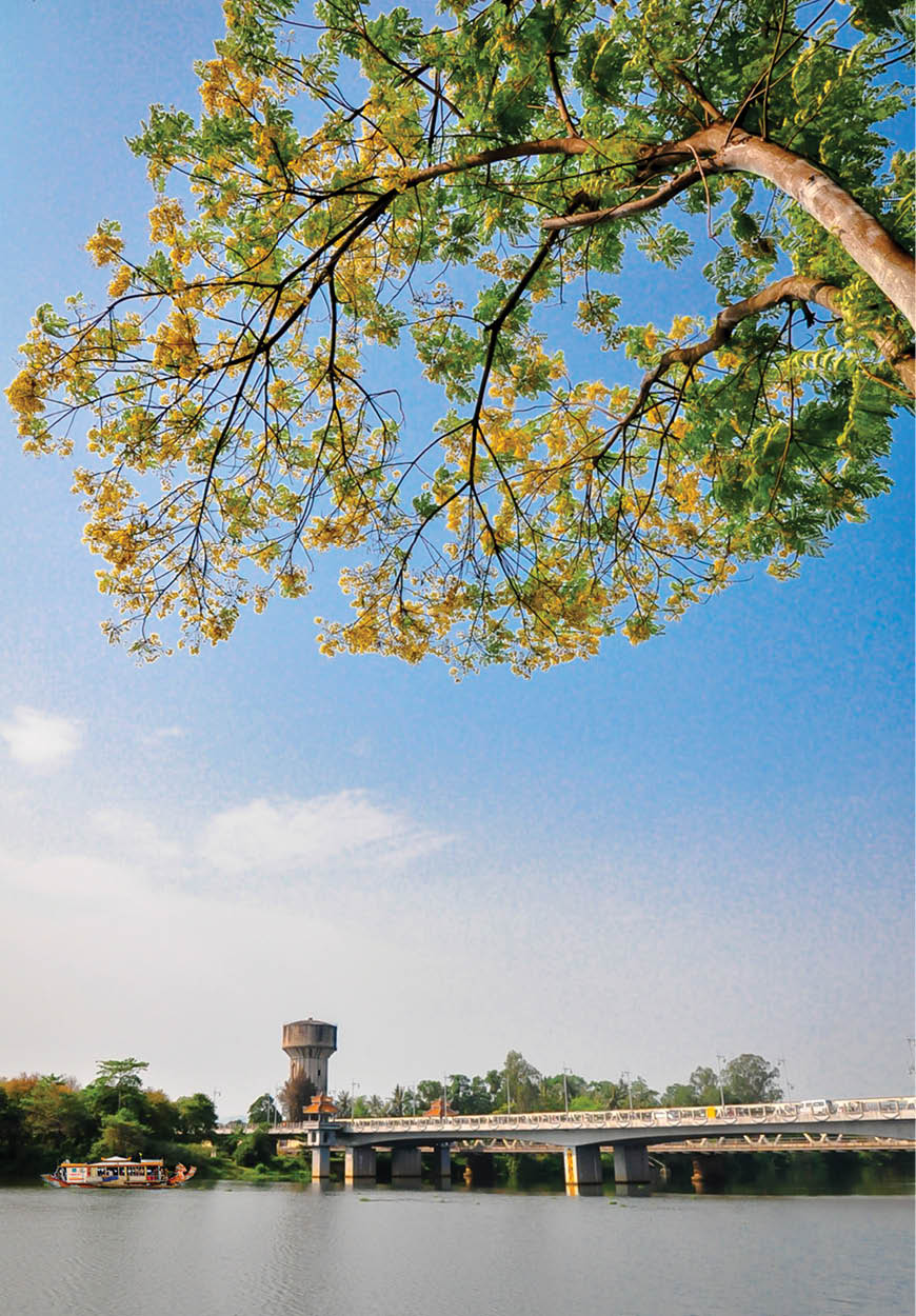 Yellow-flamboyant flowers embellishing Hue roads 