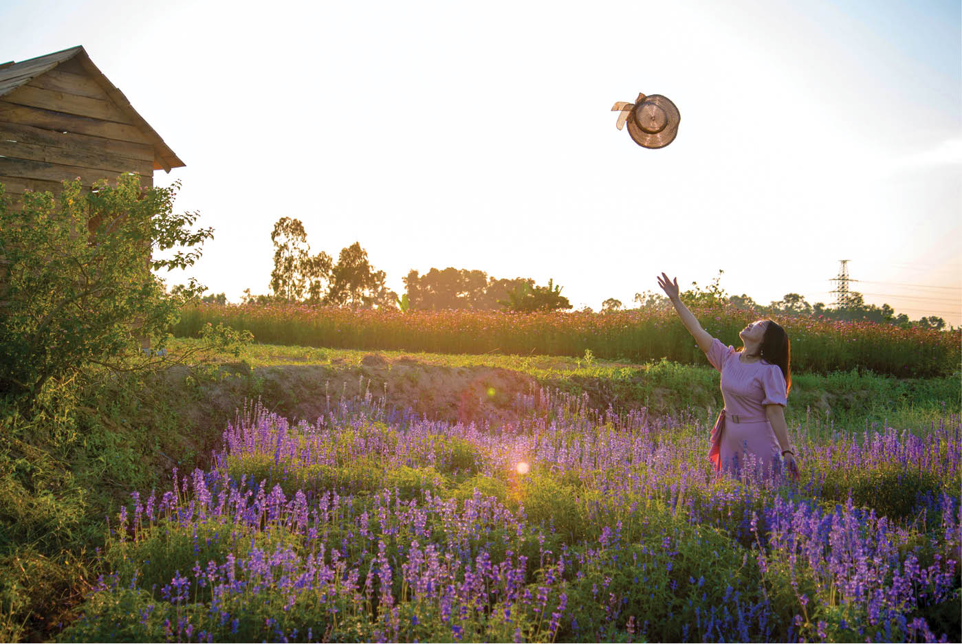 For the first time, there appear salvia farinacea flower gardens in the summer in Hue