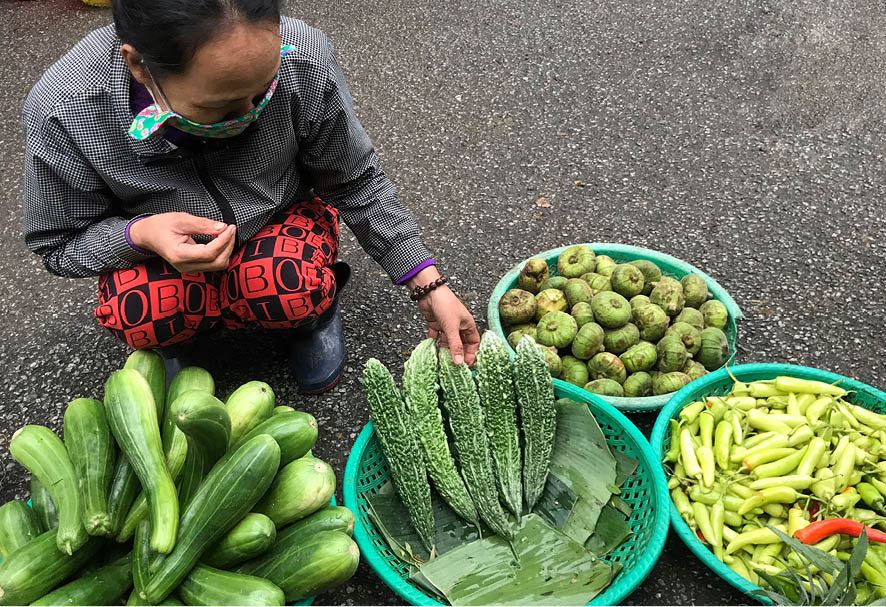 Choosing quality bitter melon fruits to buy
