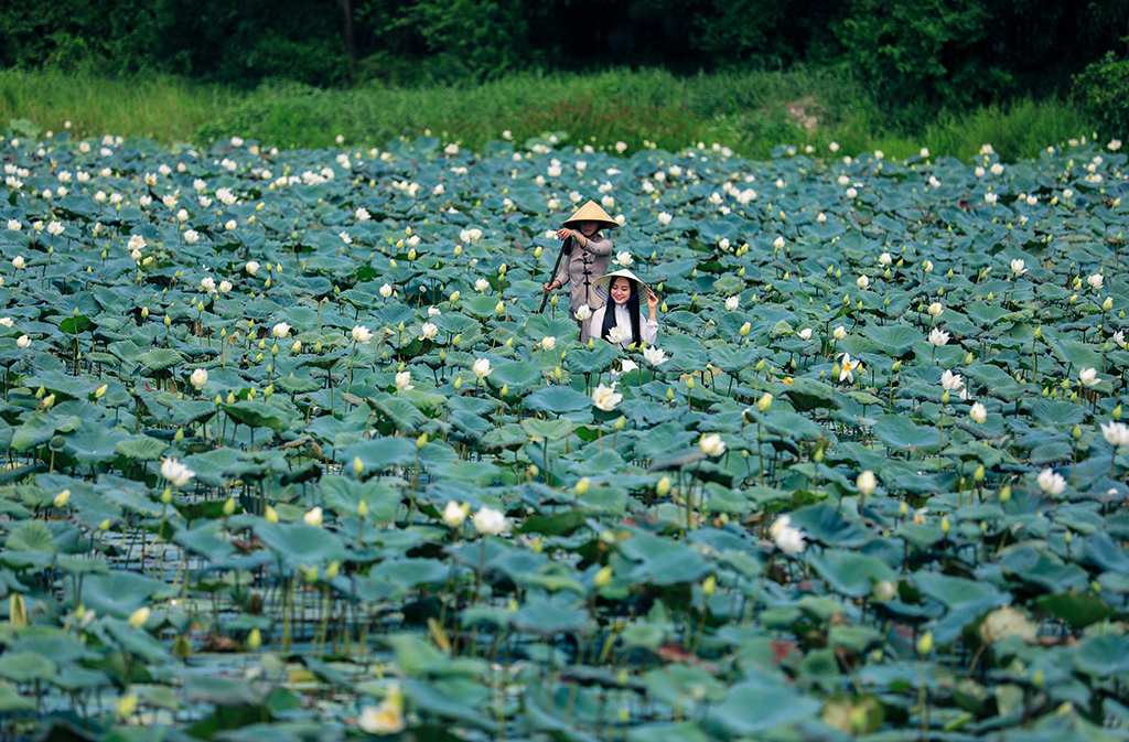 Being fluttered by white lotus flowers