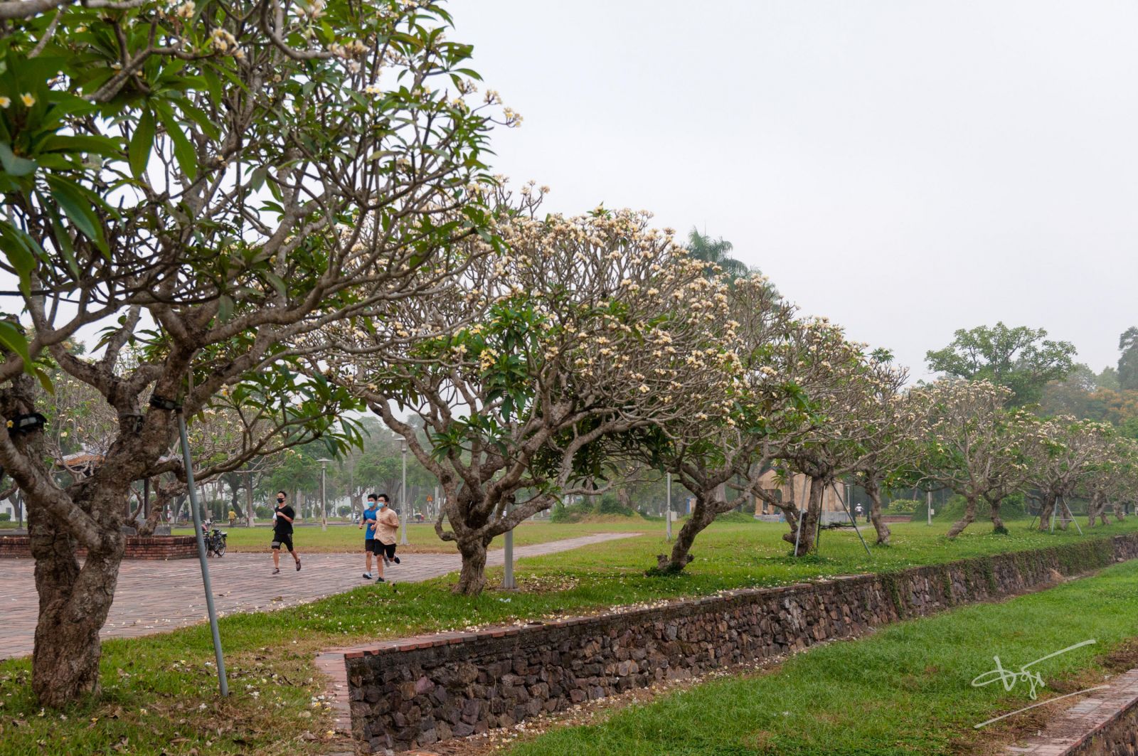 Frangipani flowers are fragrant in early morning