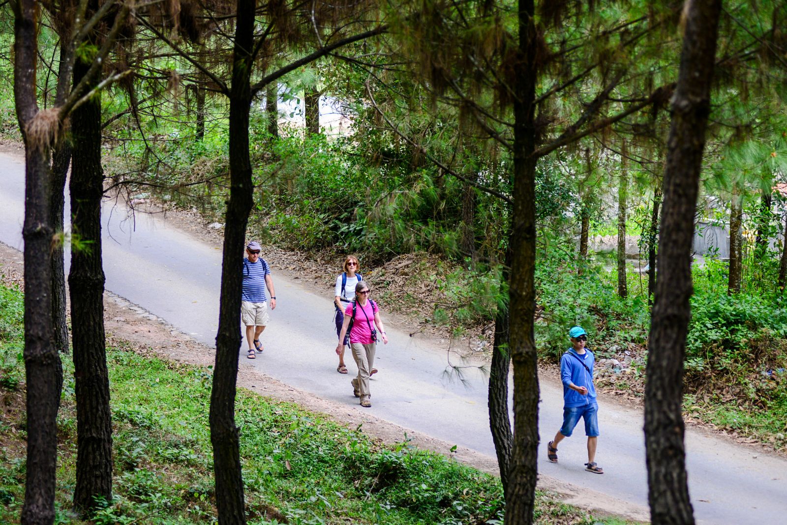 Pine trees on Vong Canh hill cooling down the air