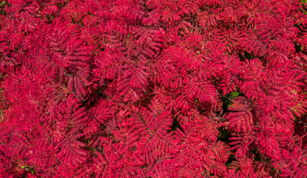 The red carpet by the trees growing in the mountain next to the Fairy stream. The ecosystem around this area is basically intact, strictly protected by the local people