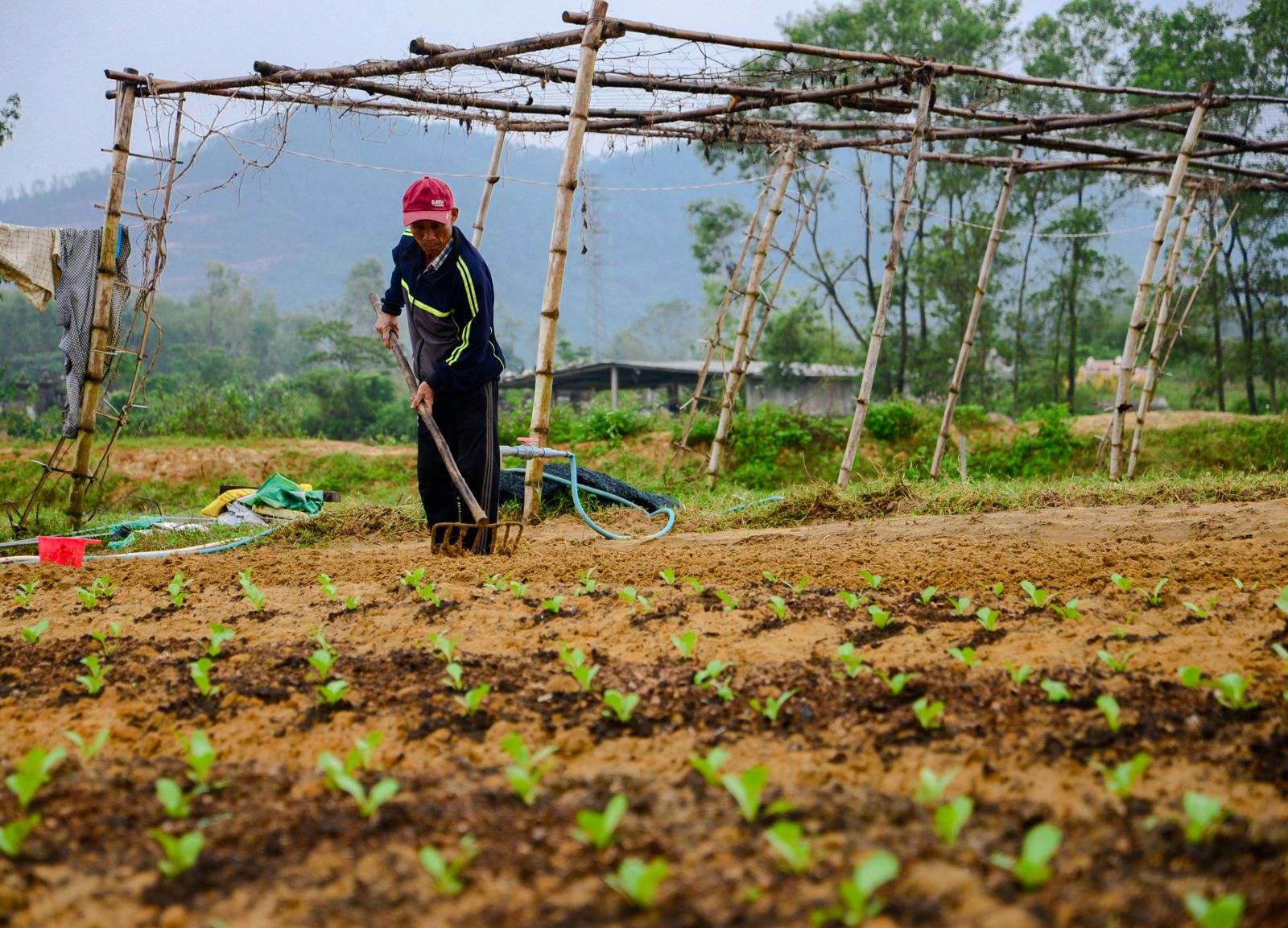 Taking advantage of the favorable weather, local people collect the dead crops and prepare the soil