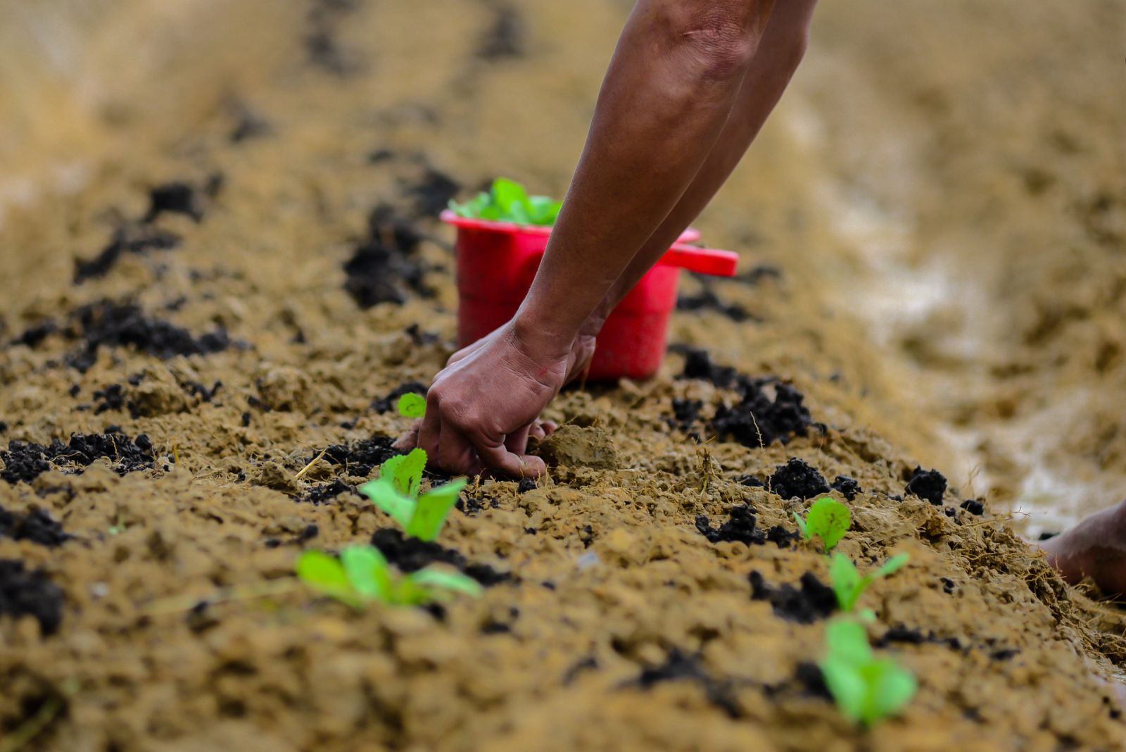 Sowing the cabbages