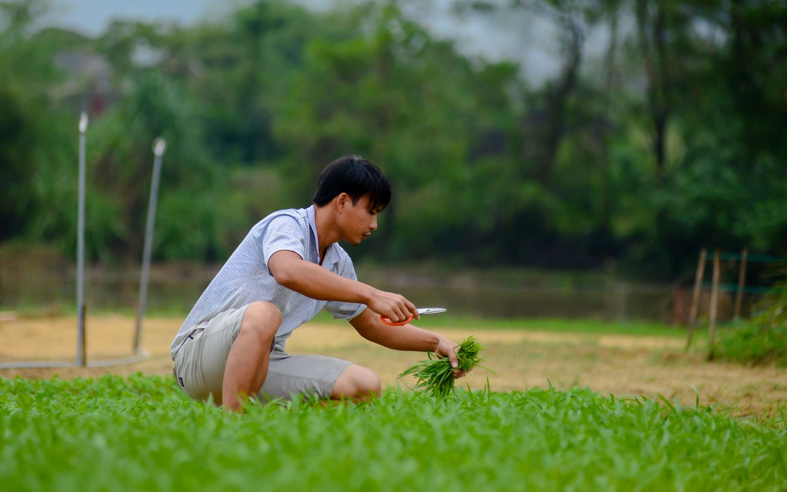 Water spinach is chosen for its easy adaptability to the moist soil
