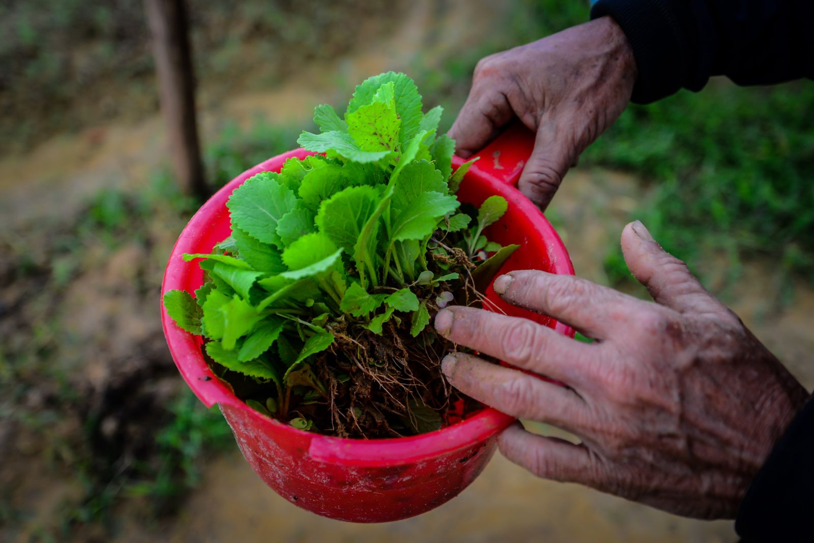 Doing the plant propagation