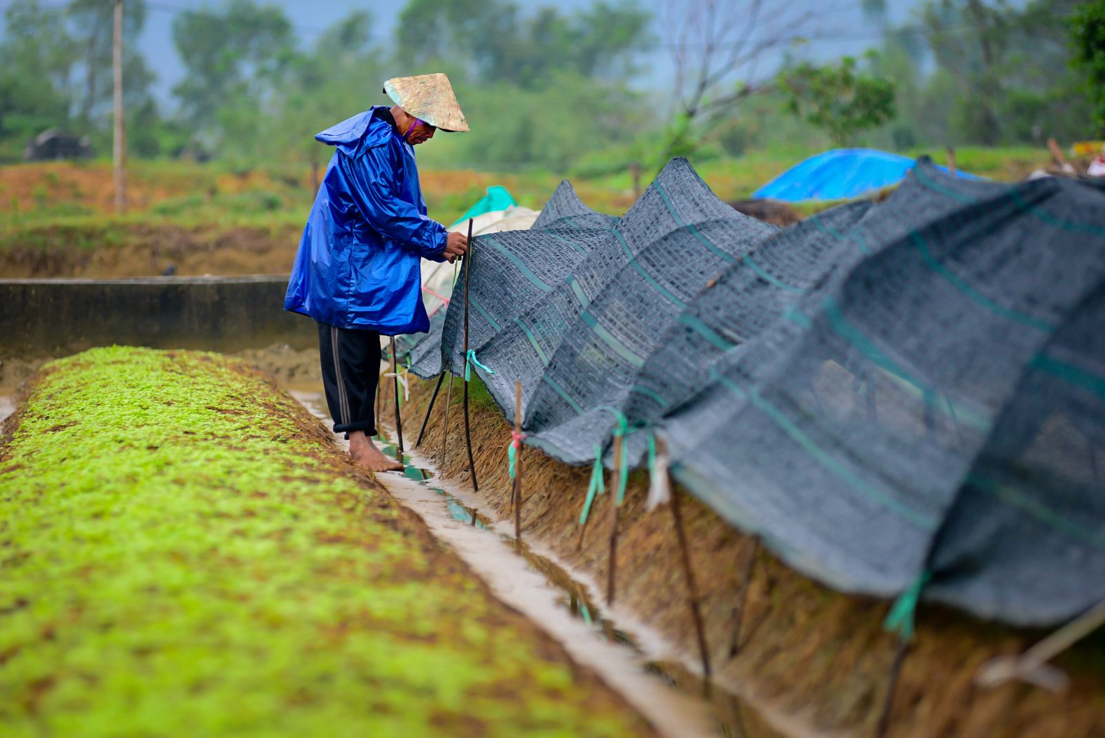 Protecting the plants from rain and moisture by nylon roof