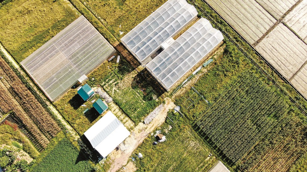 The net house to plant golden pear-shaped melons