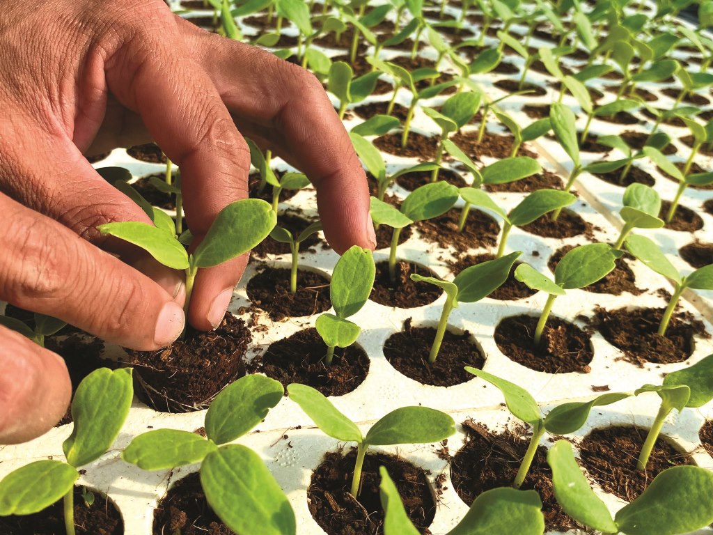 Germinating seedlings