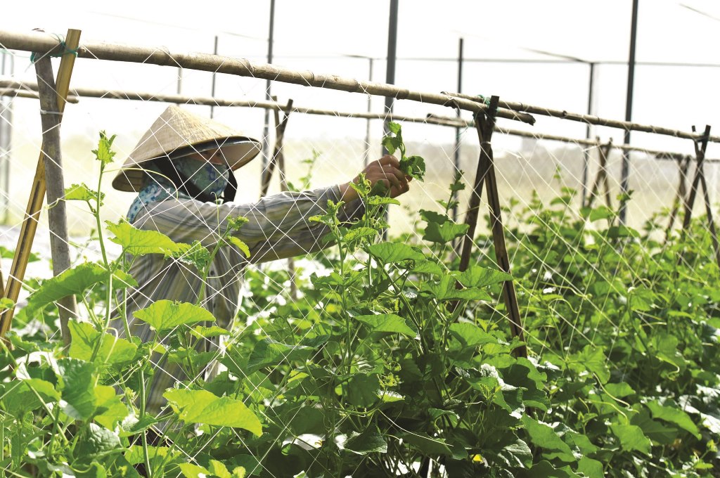 Shaping the melon twigs to evenly distribute the plant distance, helping the melons grow well