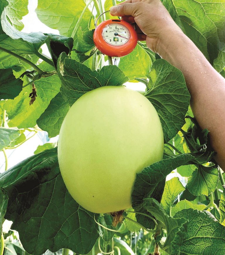 The melons must meet the weight standard before harvesting