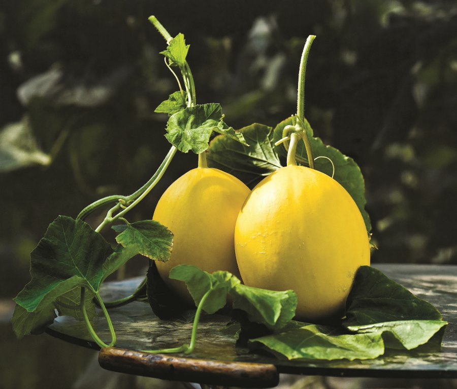 The bright yellow golden pear-shaped melons