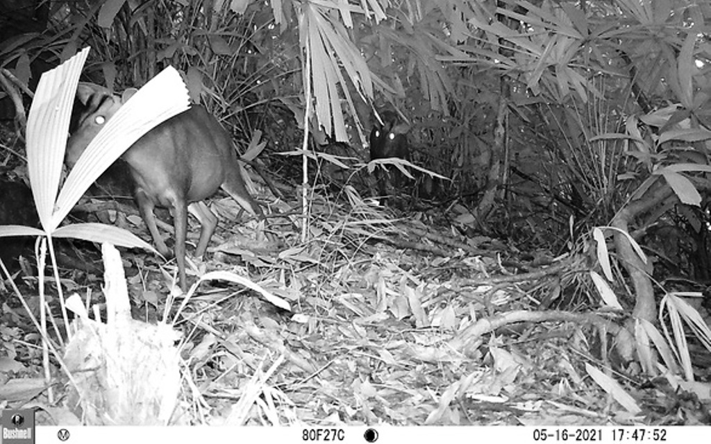 The unique photo with the simultaneous appearance of two muntjacs thought to be extinct. Photo: Phong Dien Nature Reserve