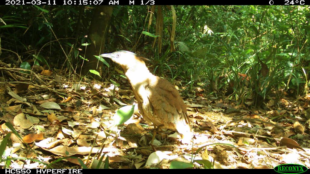 Malayan night heron (Gorsachius melanolophus). Photo: Phong Dien Nature Reserve