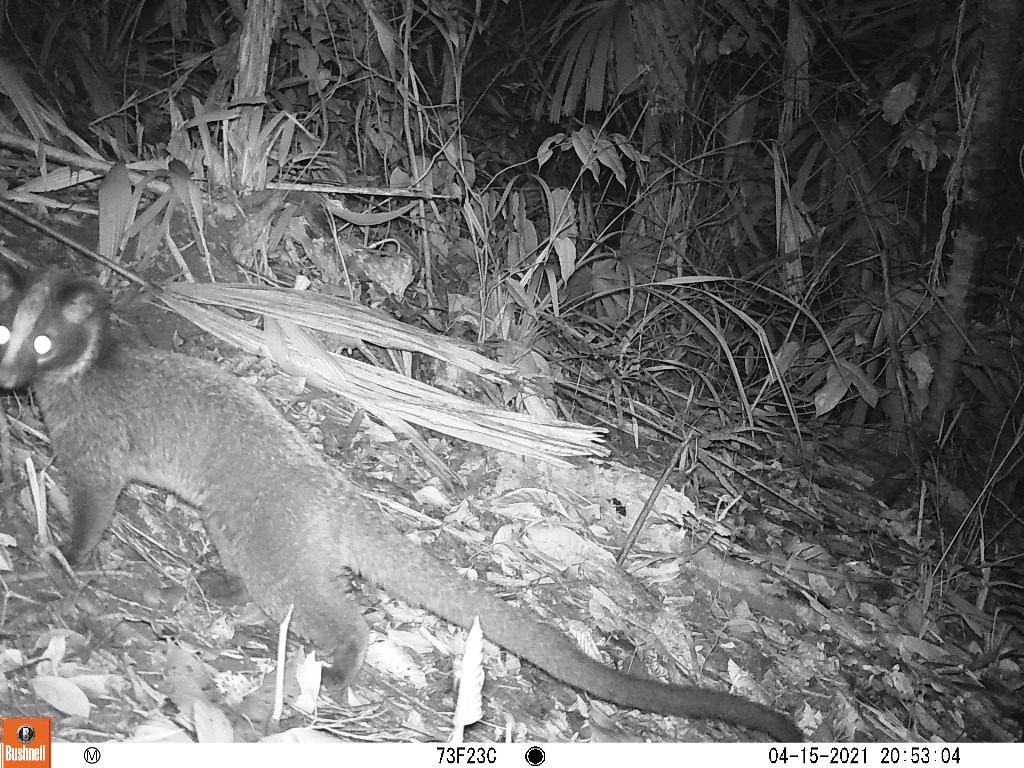 Masked palm civet (Paguma larvata). Photo: Phong Dien Nature Reserve