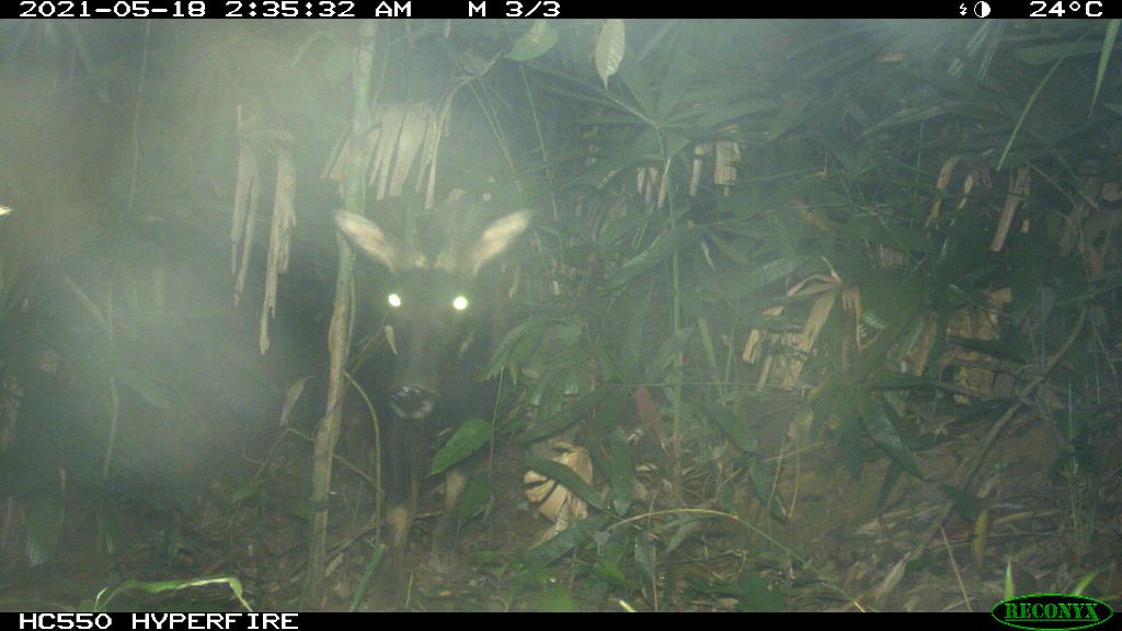 Serow (Capricornis sumatraensis). Photo: Phong Dien Nature Reserve