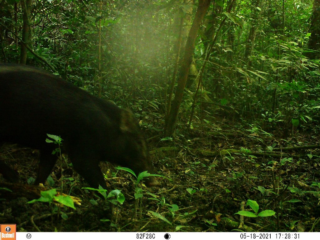 Boar (Sus scrofa). Photo: Phong Dien Nature Reserve