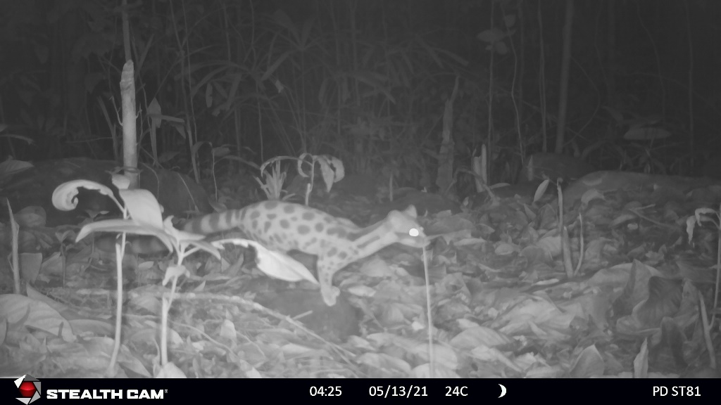 Spotted linsang (Prionodon pardicolor). Photo: Phong Dien Nature Reserve