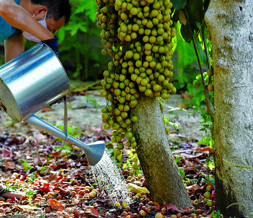 Under the sweltering sunshine, people in garden houses watering the trees regularly to avoid drought 