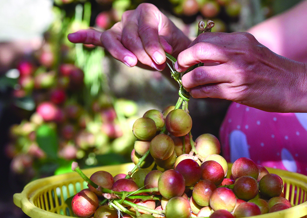 In the season of mulberry, the attractive bunches of mulberries are always set out on loads of street fruit vendors