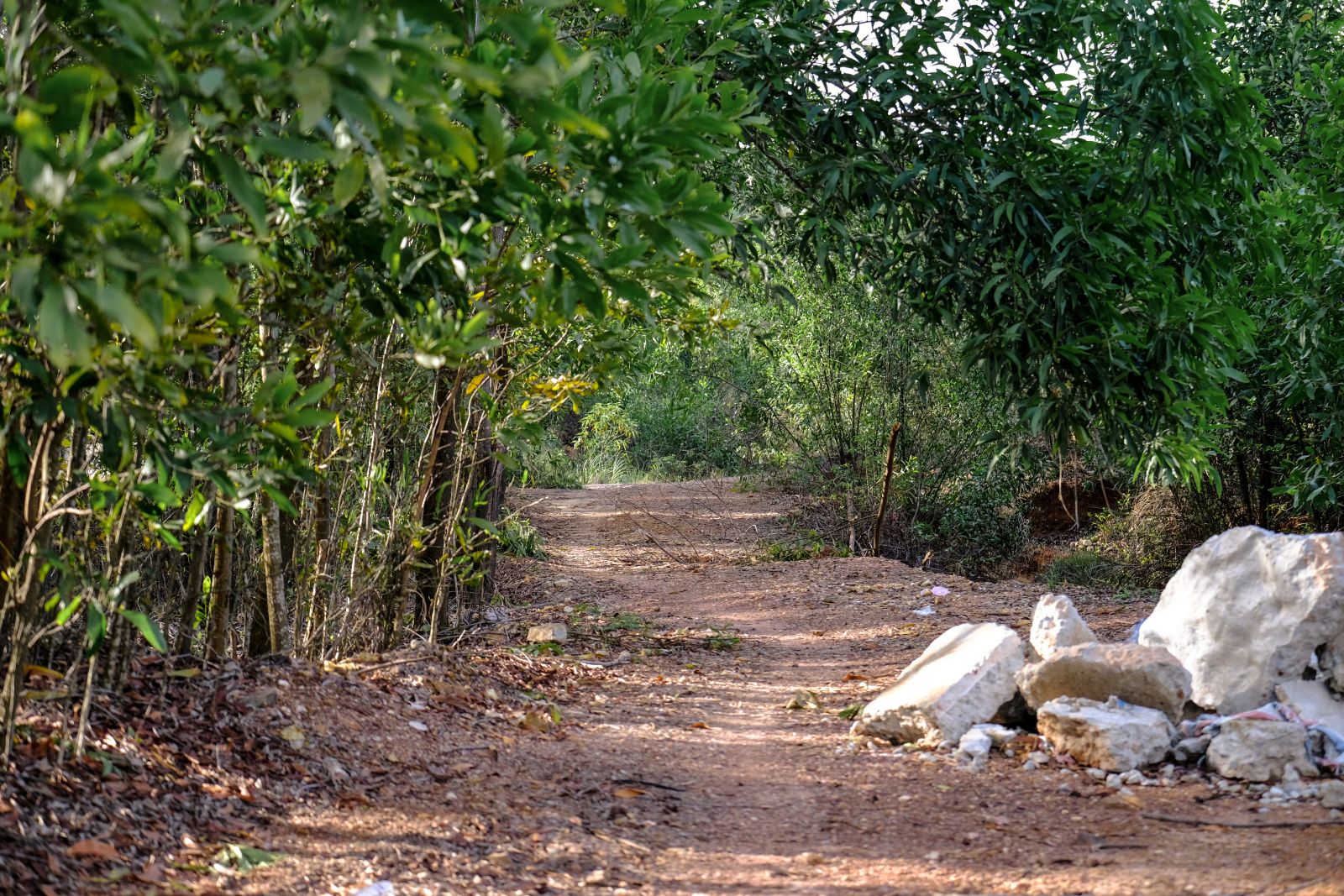 The path leading to the mushroom forest