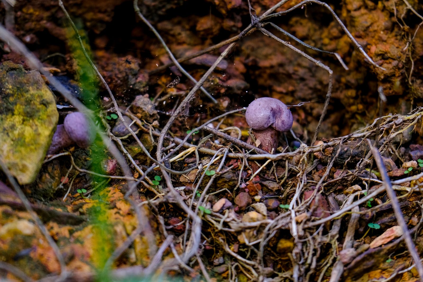 The first mushrooms