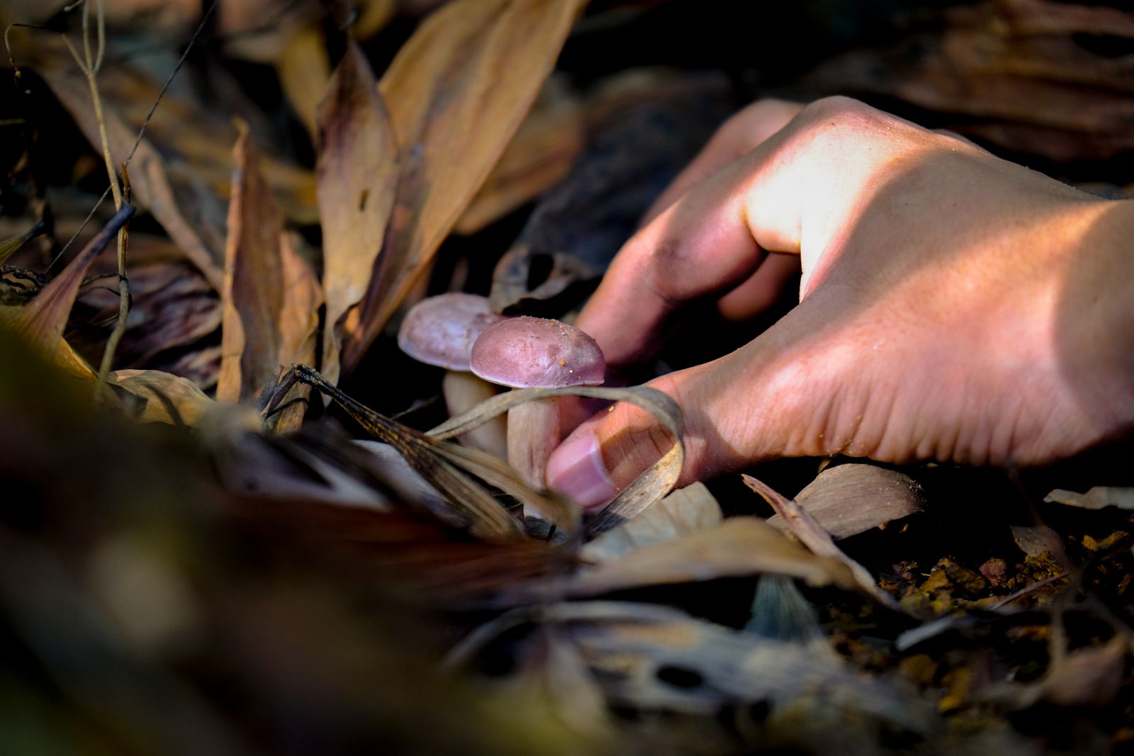 Picking mushrooms