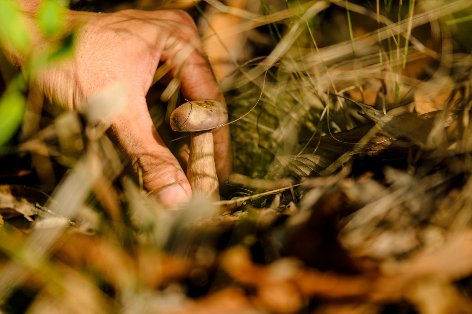 Picking mushrooms in the late afternoon sunlight