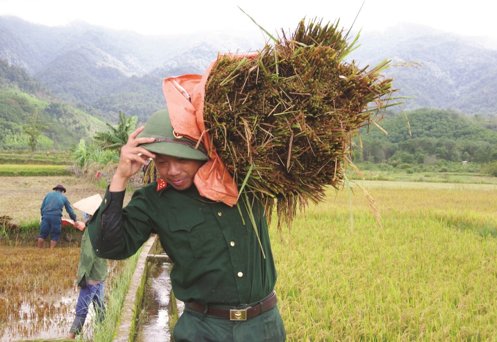 Bringing rice ashore