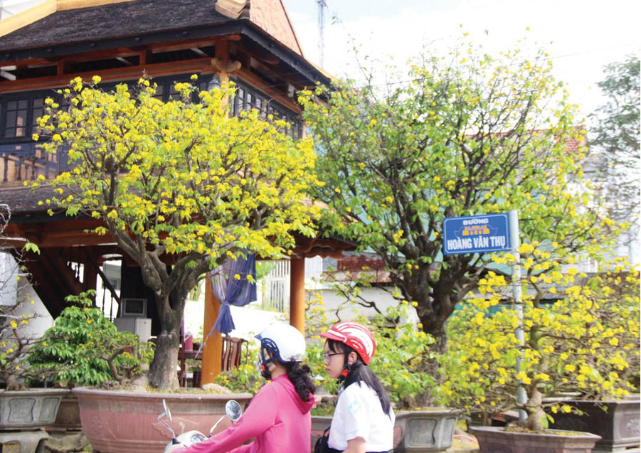 The leaves of the apricot trees in front of Hue Imperial Citadel are picked off, so that the flowers will bloom in time for Tet occation